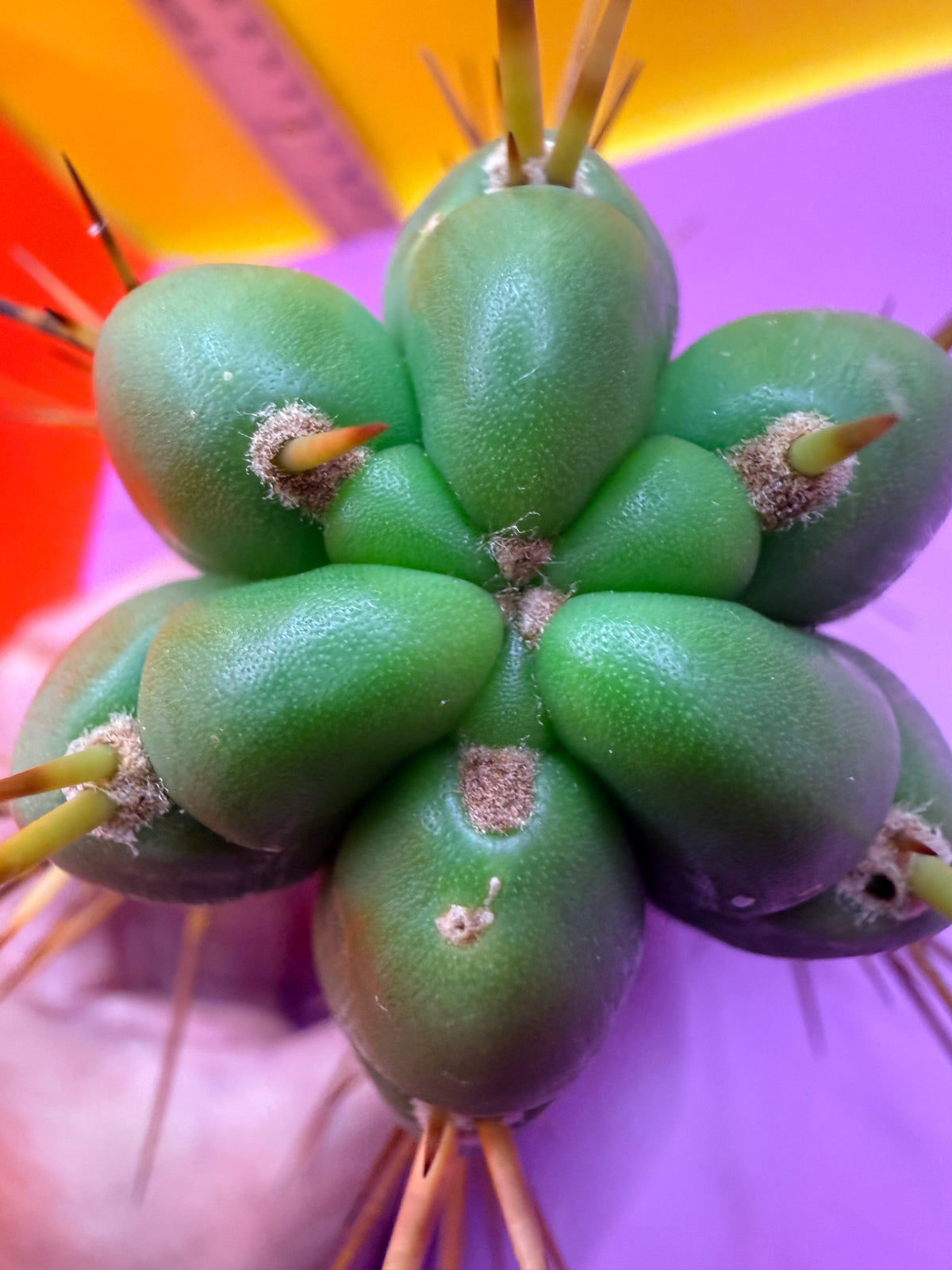 PALA  🌶️🌶️! This exact cactus cutting of trichocereus