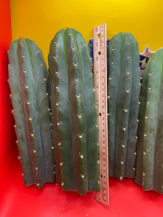 Medium 8”-10”ready to ship San Pedro Cactus !