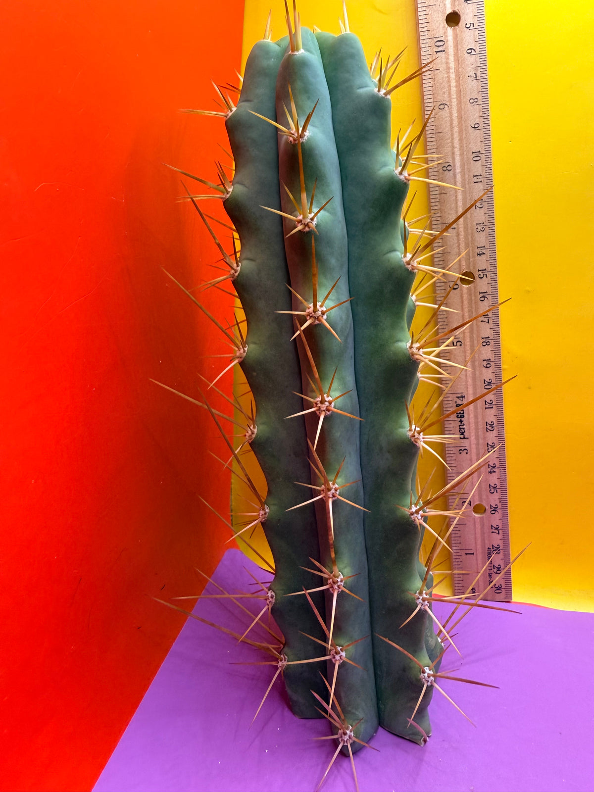 Reverted PENiSCACTUS !!! Longform tbmA