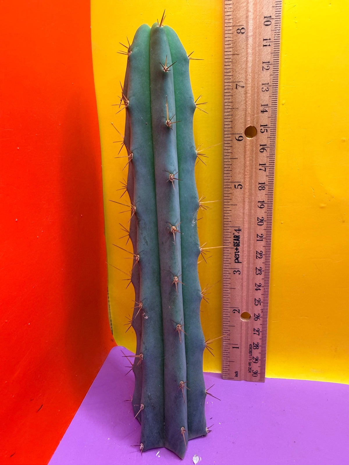 Trichocereus Bridgesii SS02 x Lumberjack !