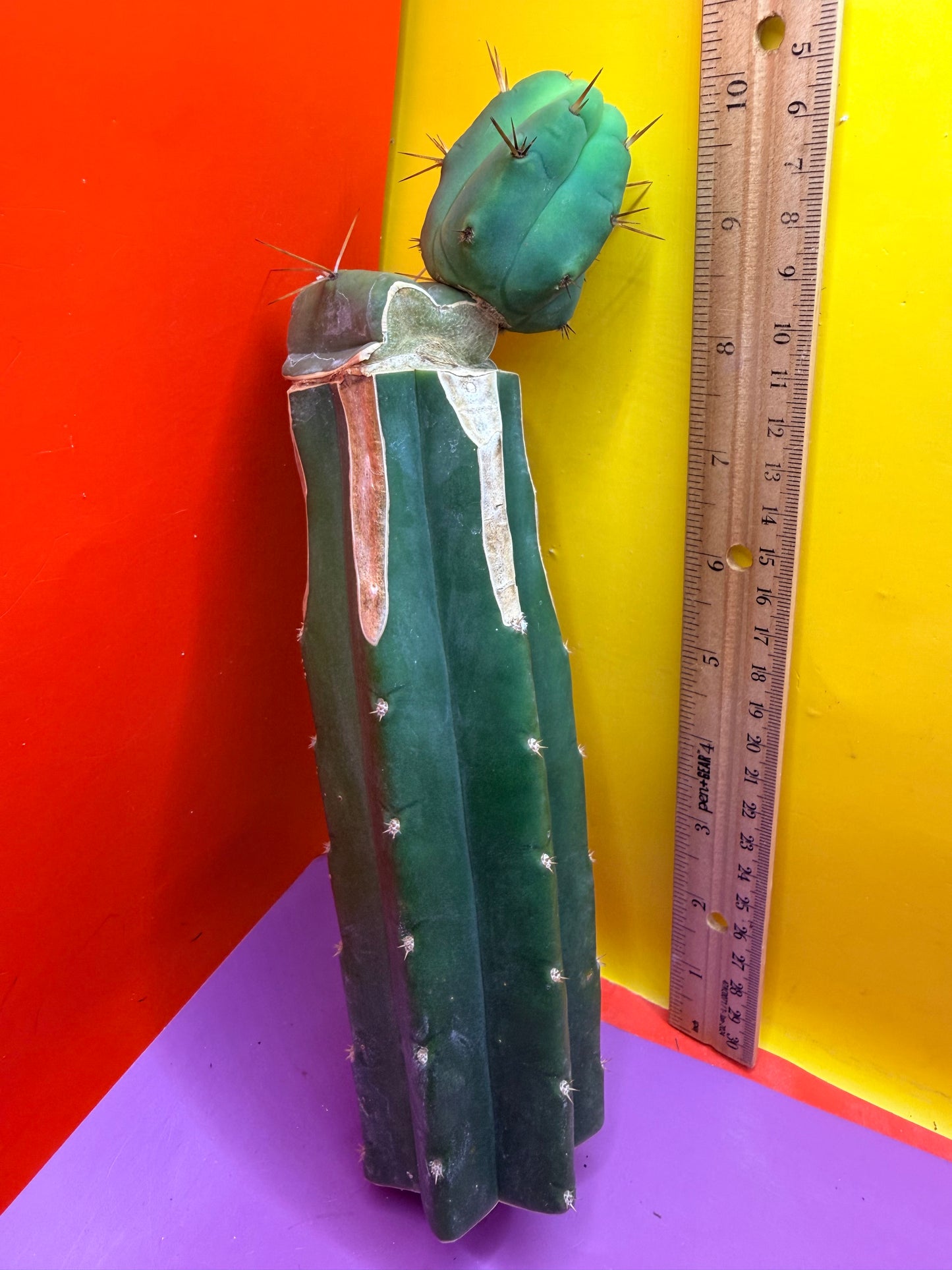 Cactus Kate Bridgesii Graft