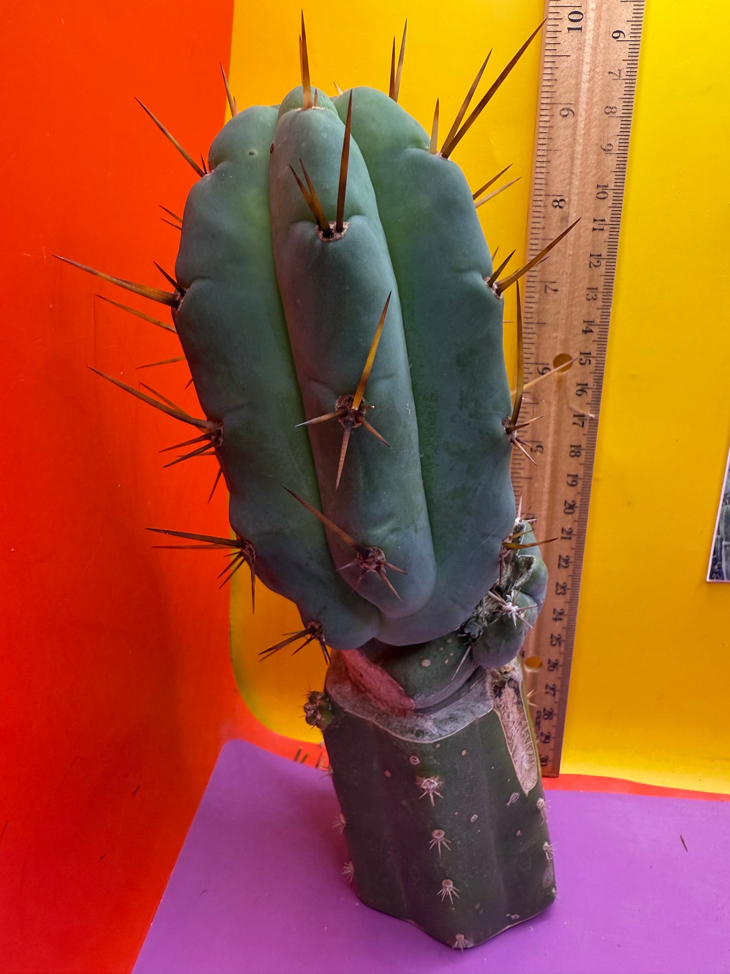 GRAFTED Pala !