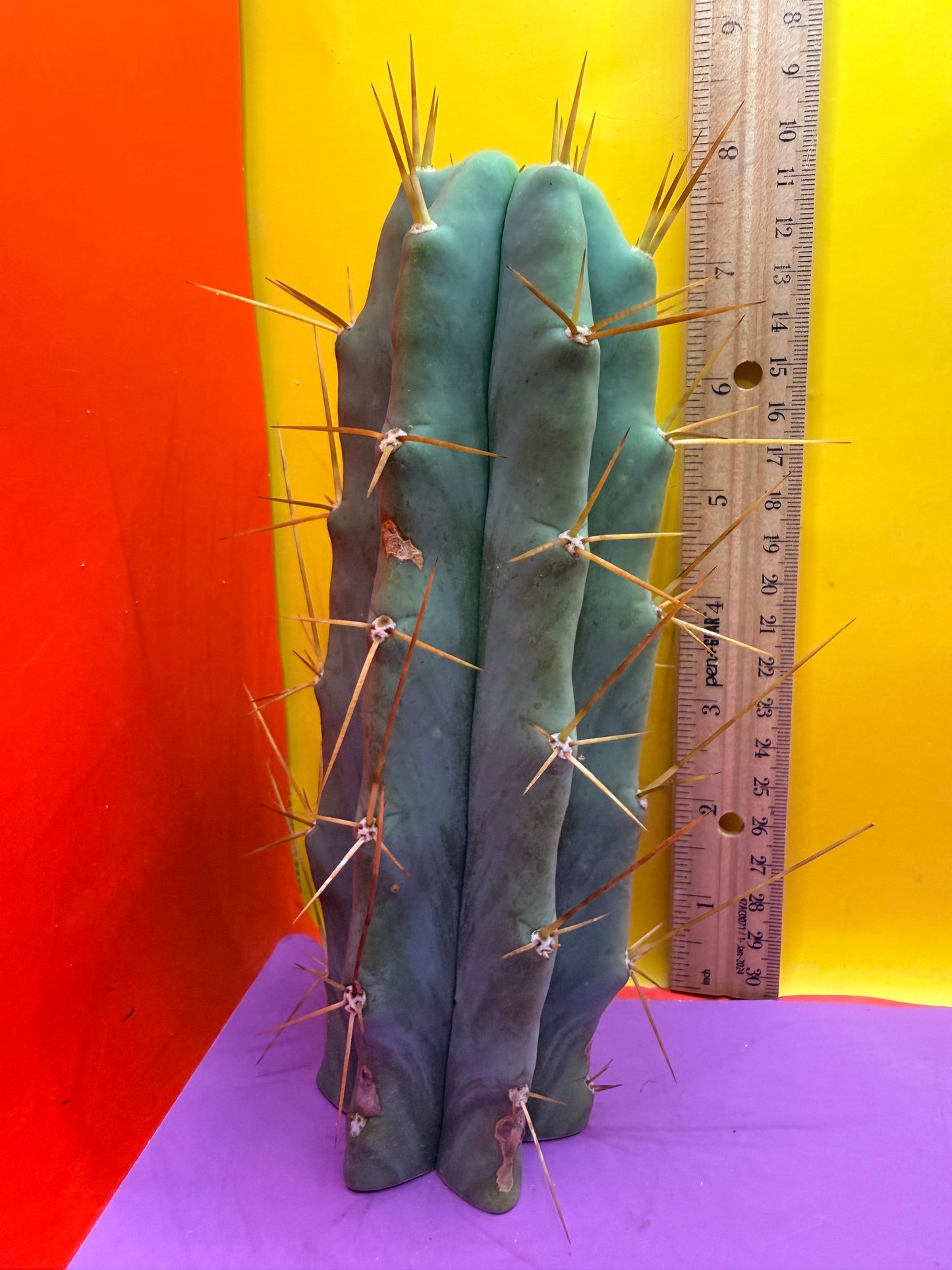 Reverted PENiSCACTUS !!! Longform tbmA