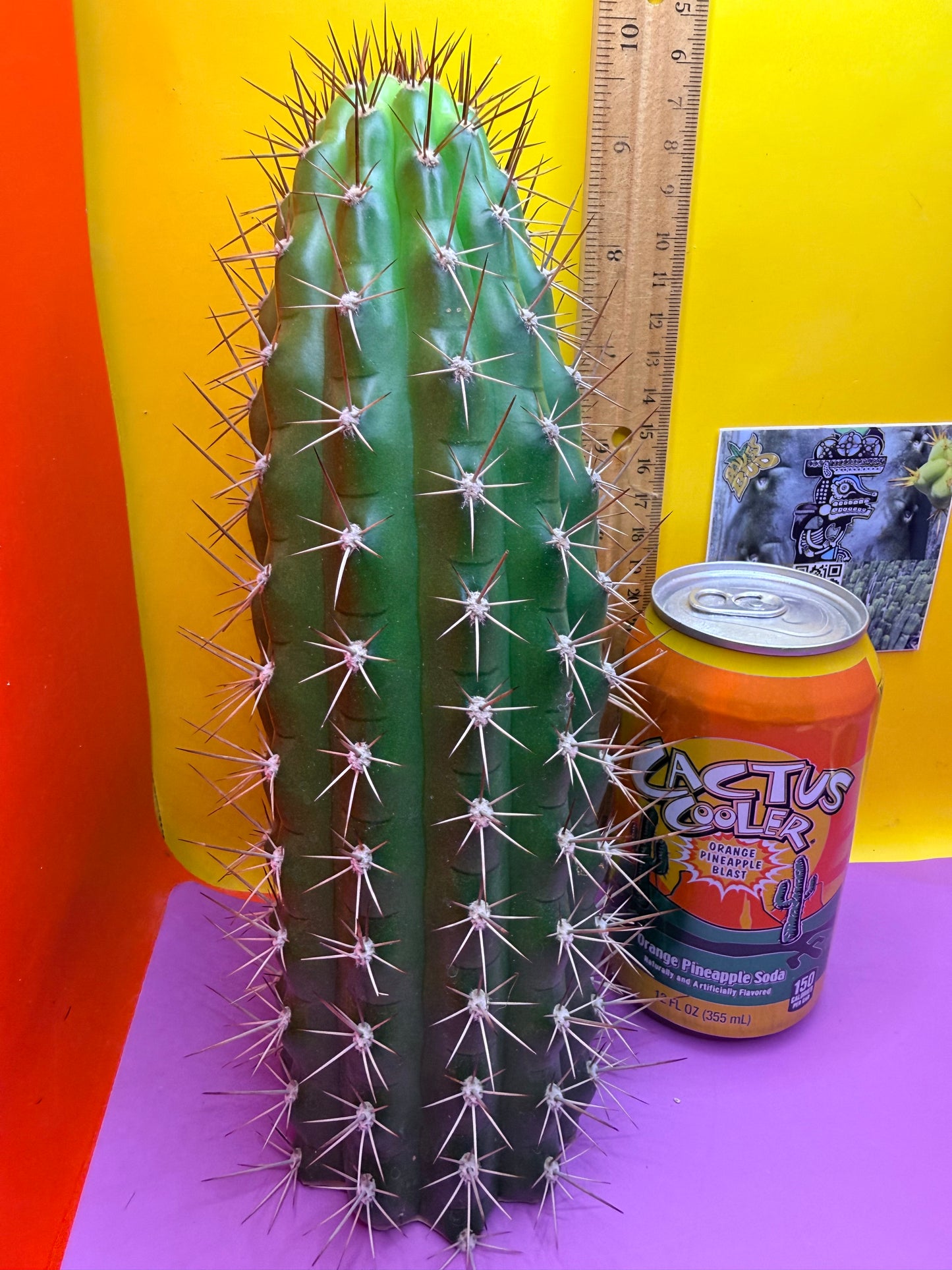 Trichocereus thelegonus