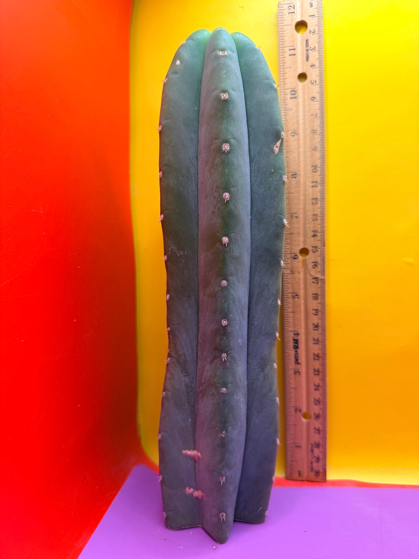 Cahuilla  !