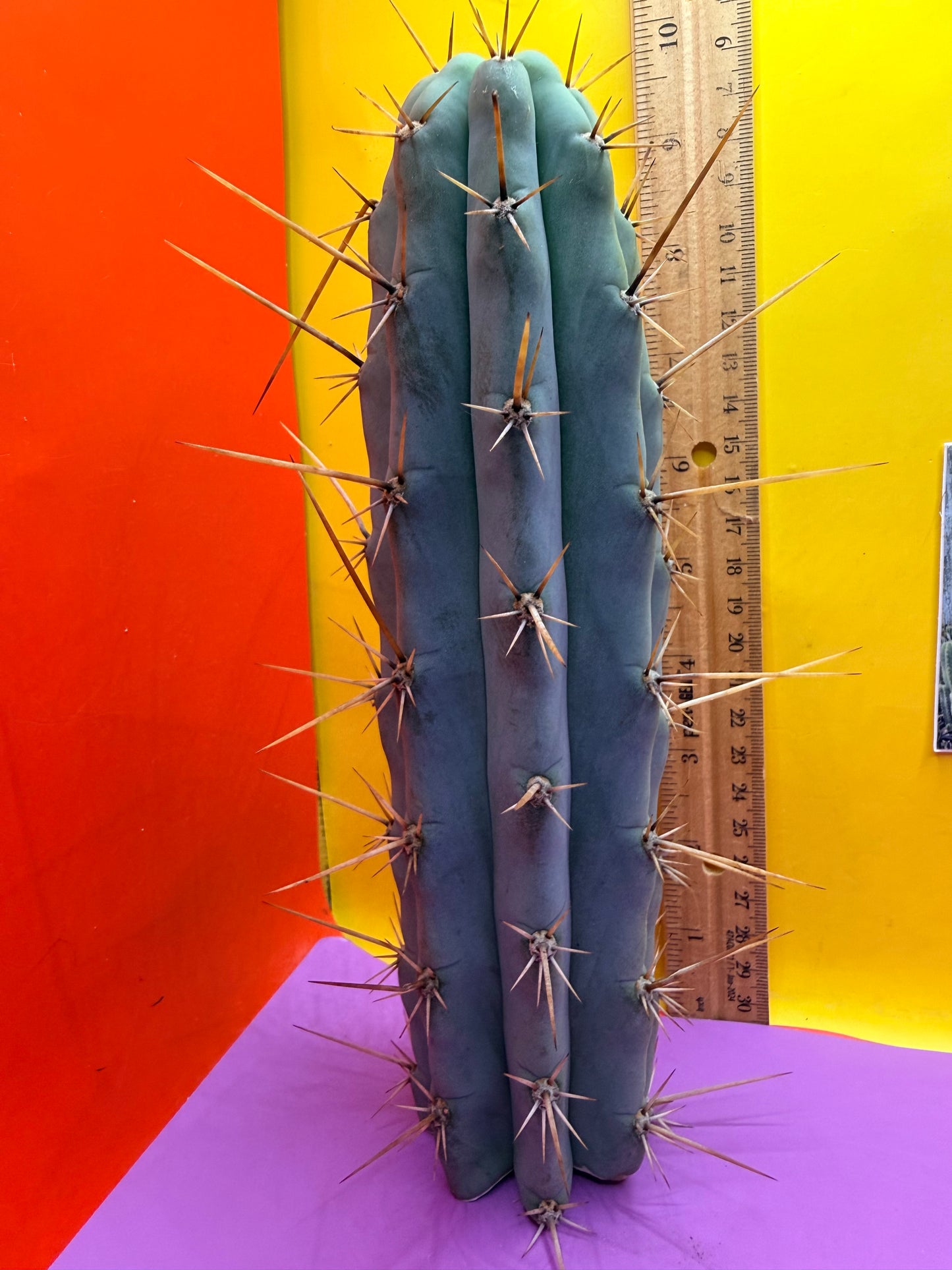 Trichocereus NOID