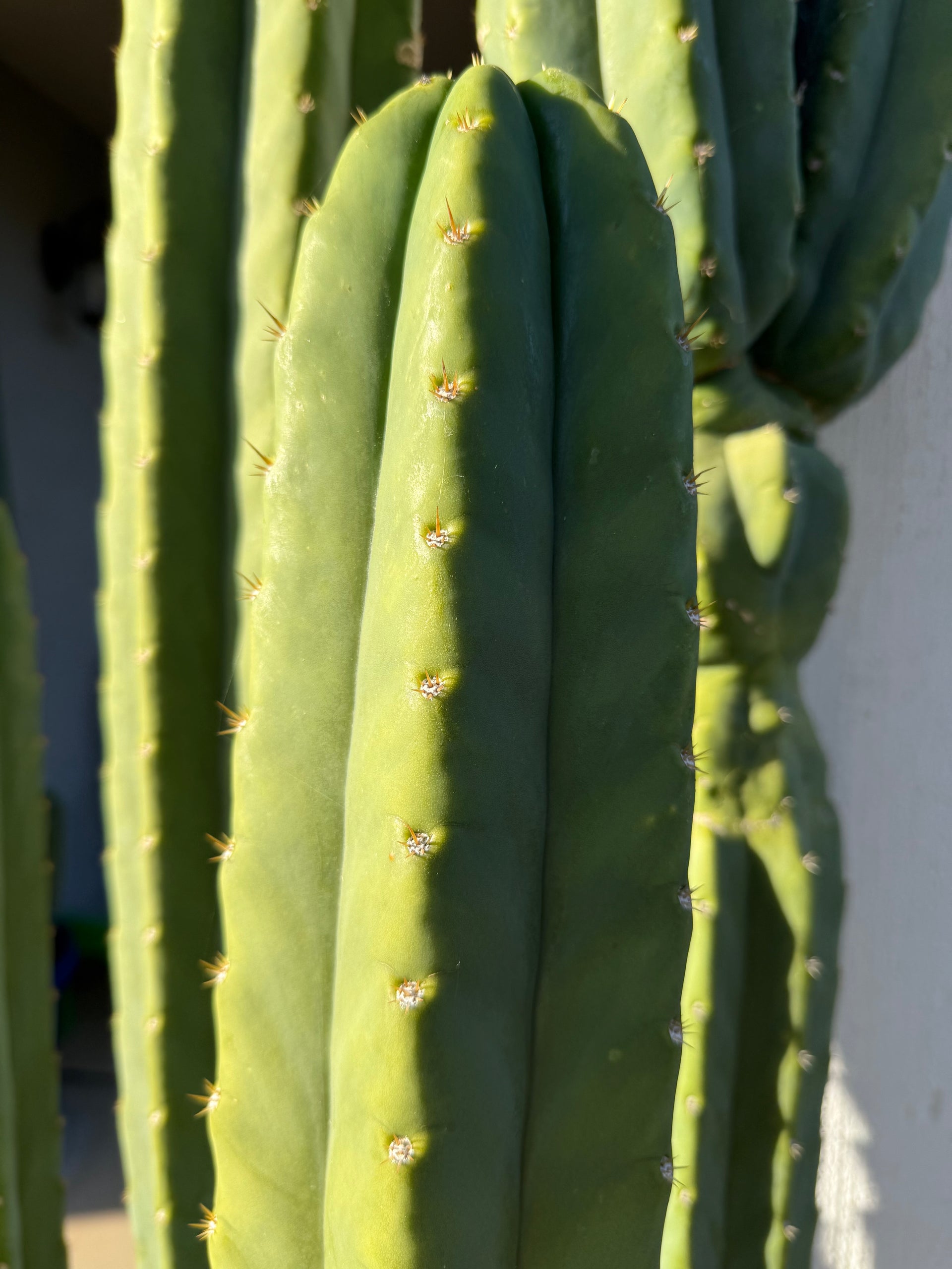 buy san pedro cactus seeds SAN Pedro Cactus Seeds