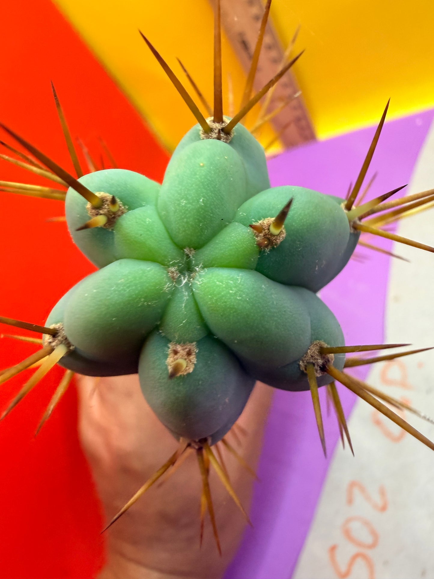 Trichocereus Bridgesii SS02 O.P. !