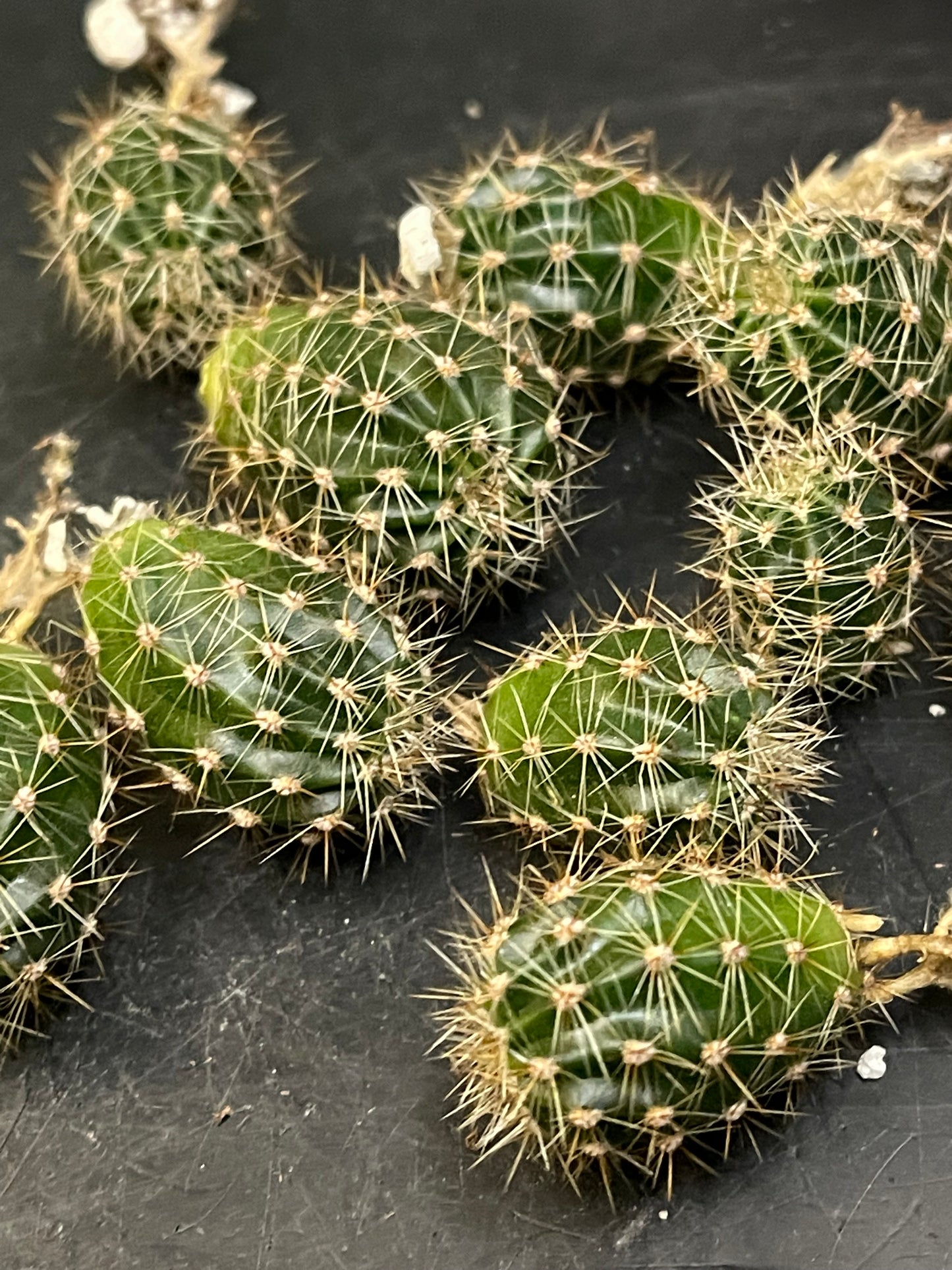 2$ echinopsis pups !!!