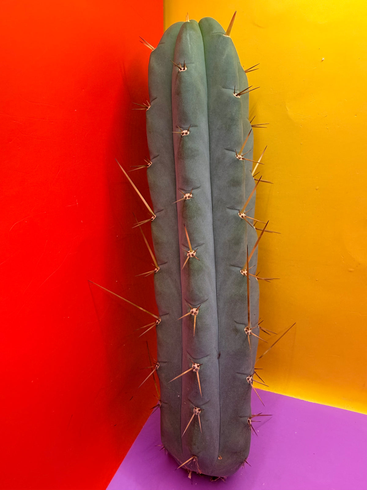 Yowie x Wowie cactus cutting