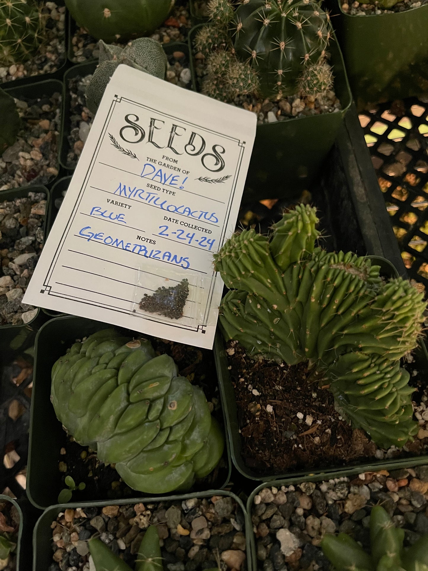 50 Myrtillocactus seeds