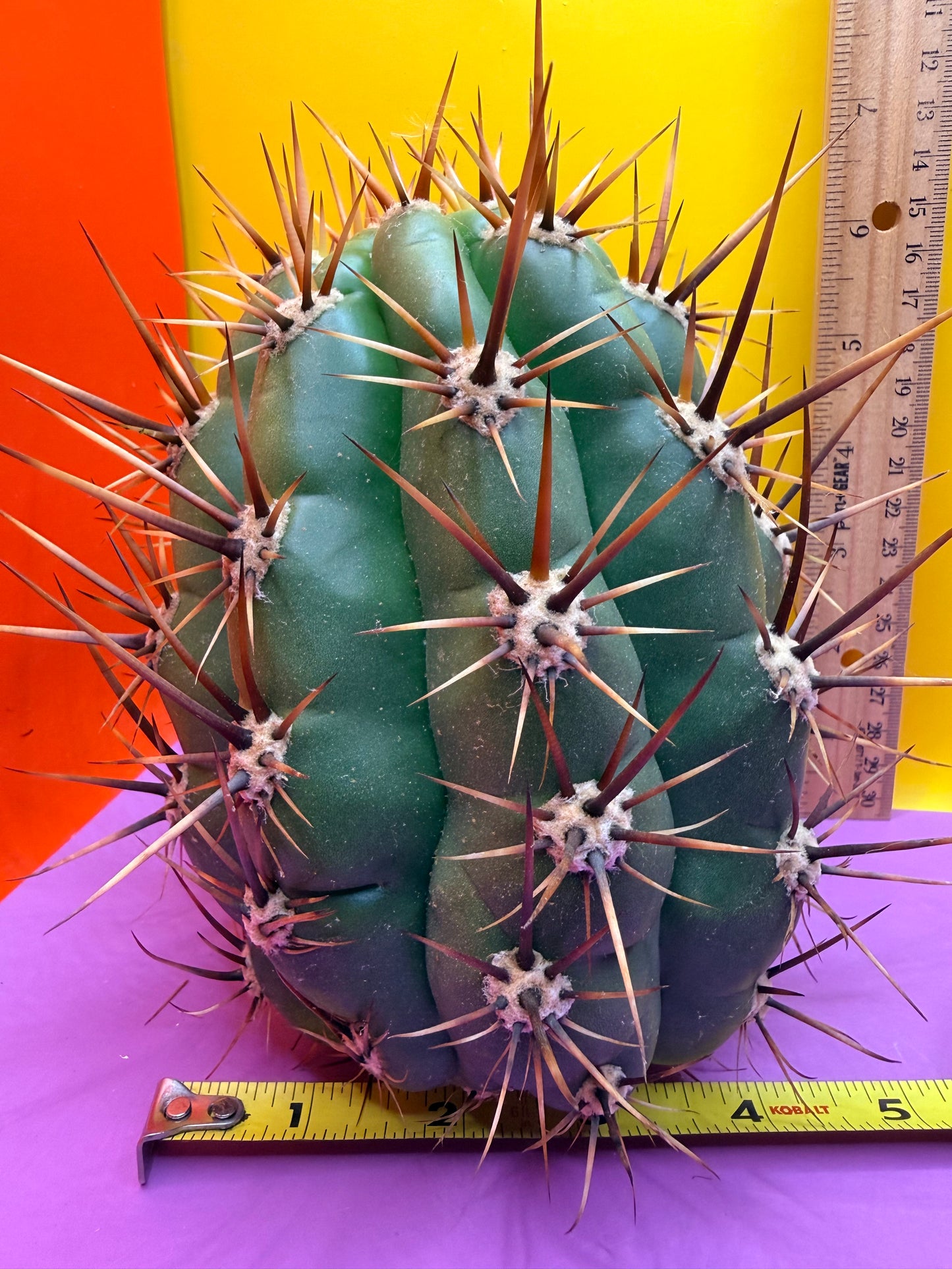 Trichocereus Tacaquirensis 🌶️🌶️