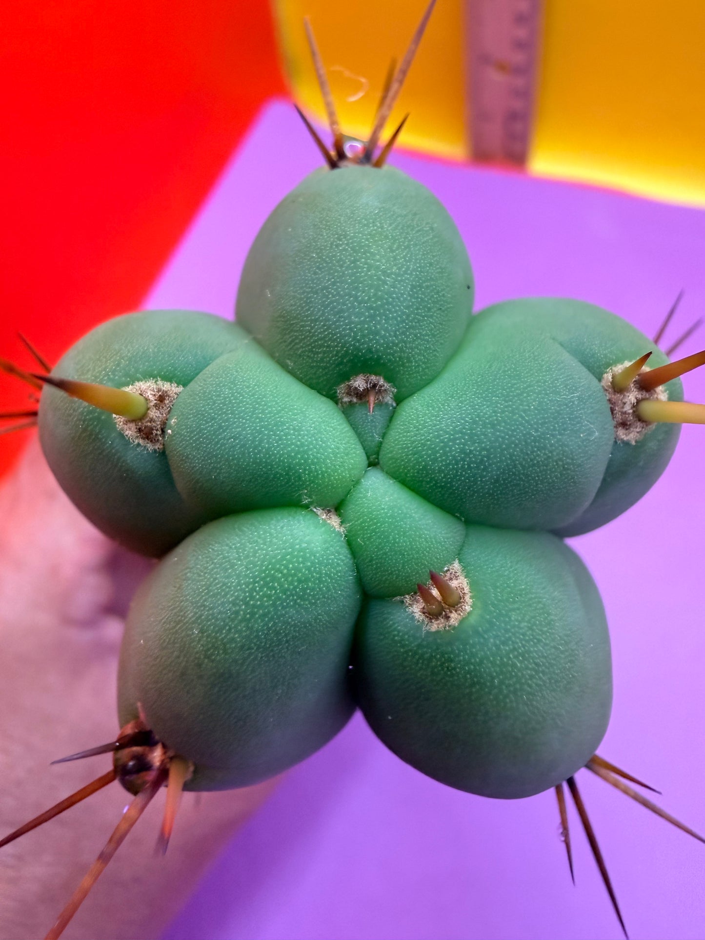 Yowie x Wowie cactus cutting