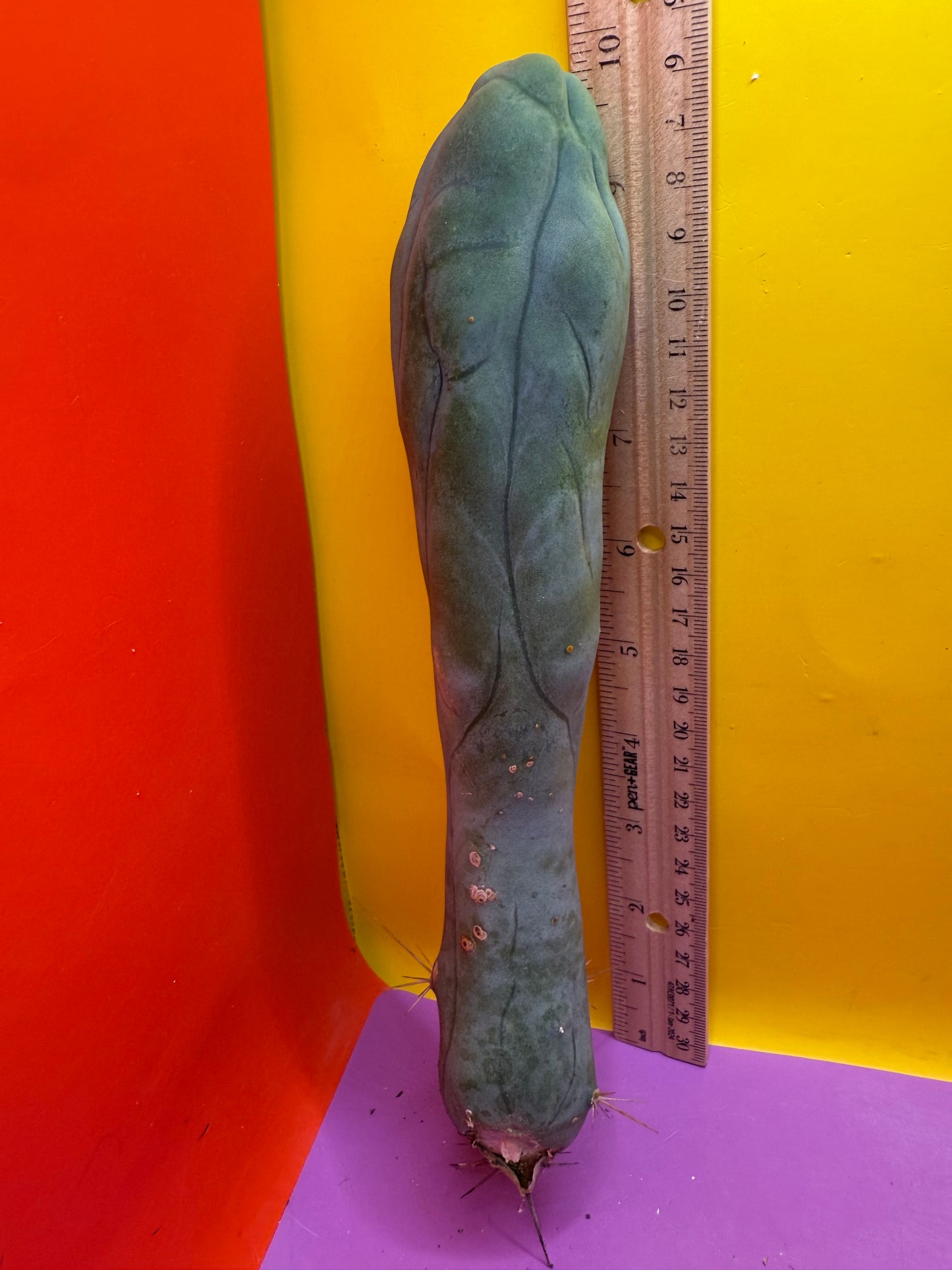 LONG FORM TBM-A cactus