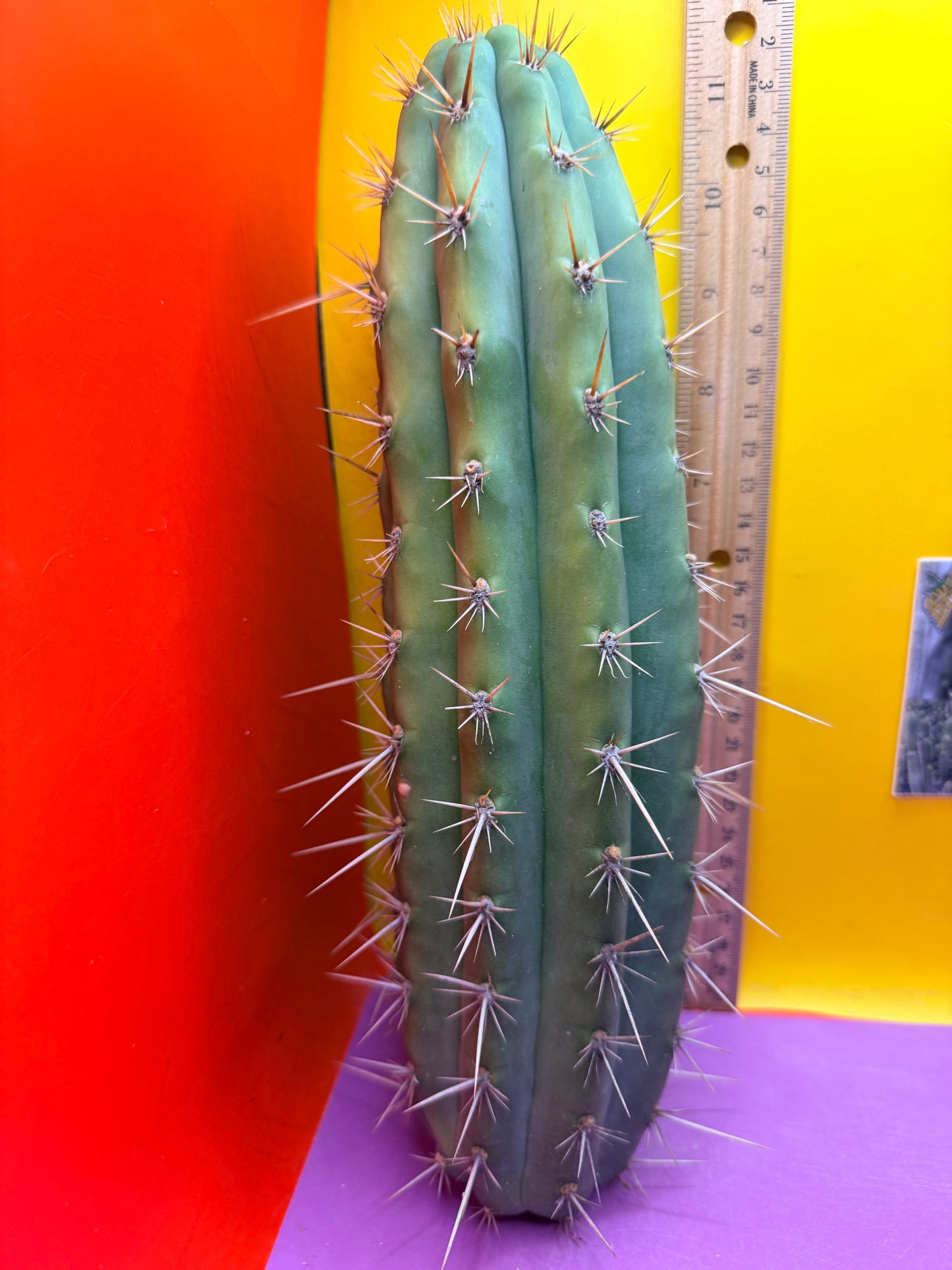 Trichocereus Puquiensis - cv “Linda”