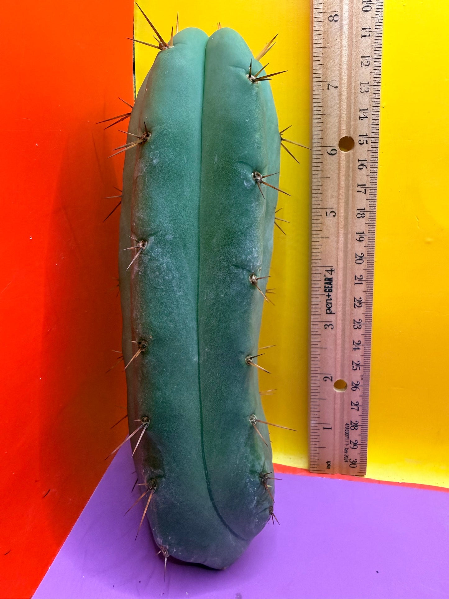 Yowie x Wowie cactus cutting