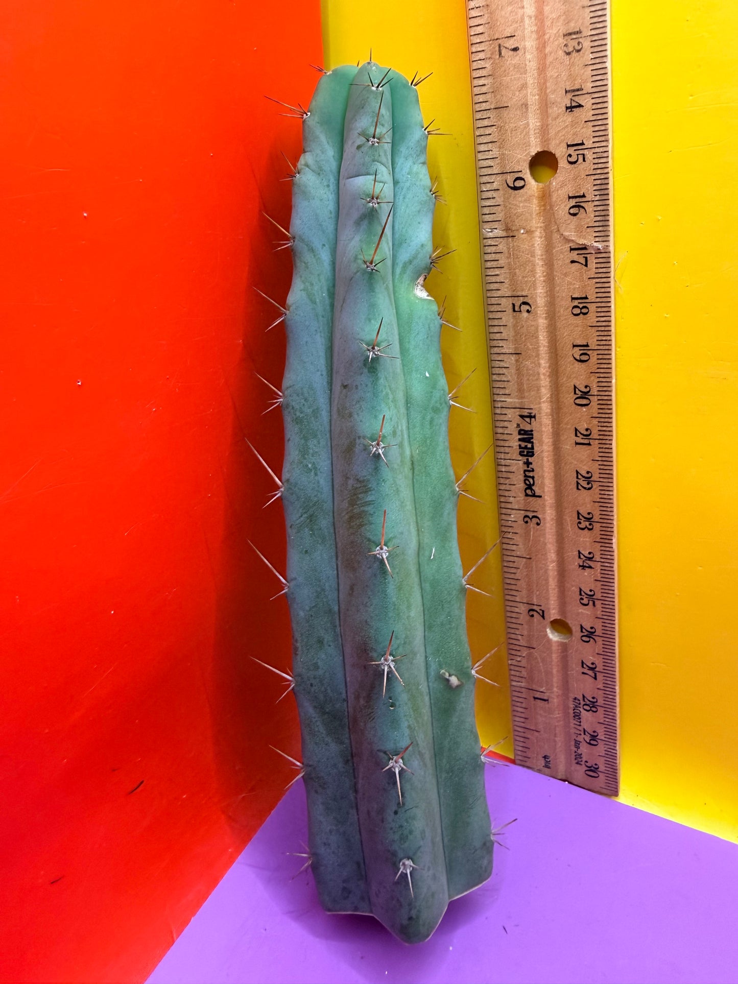 “MINI ME” trichocereus bridgesii