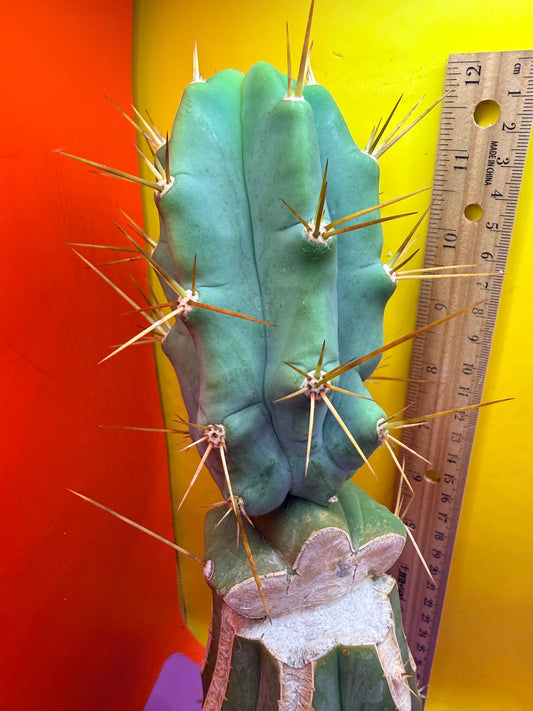 Reverted PENiSCACTUS !!! Longform tbmA