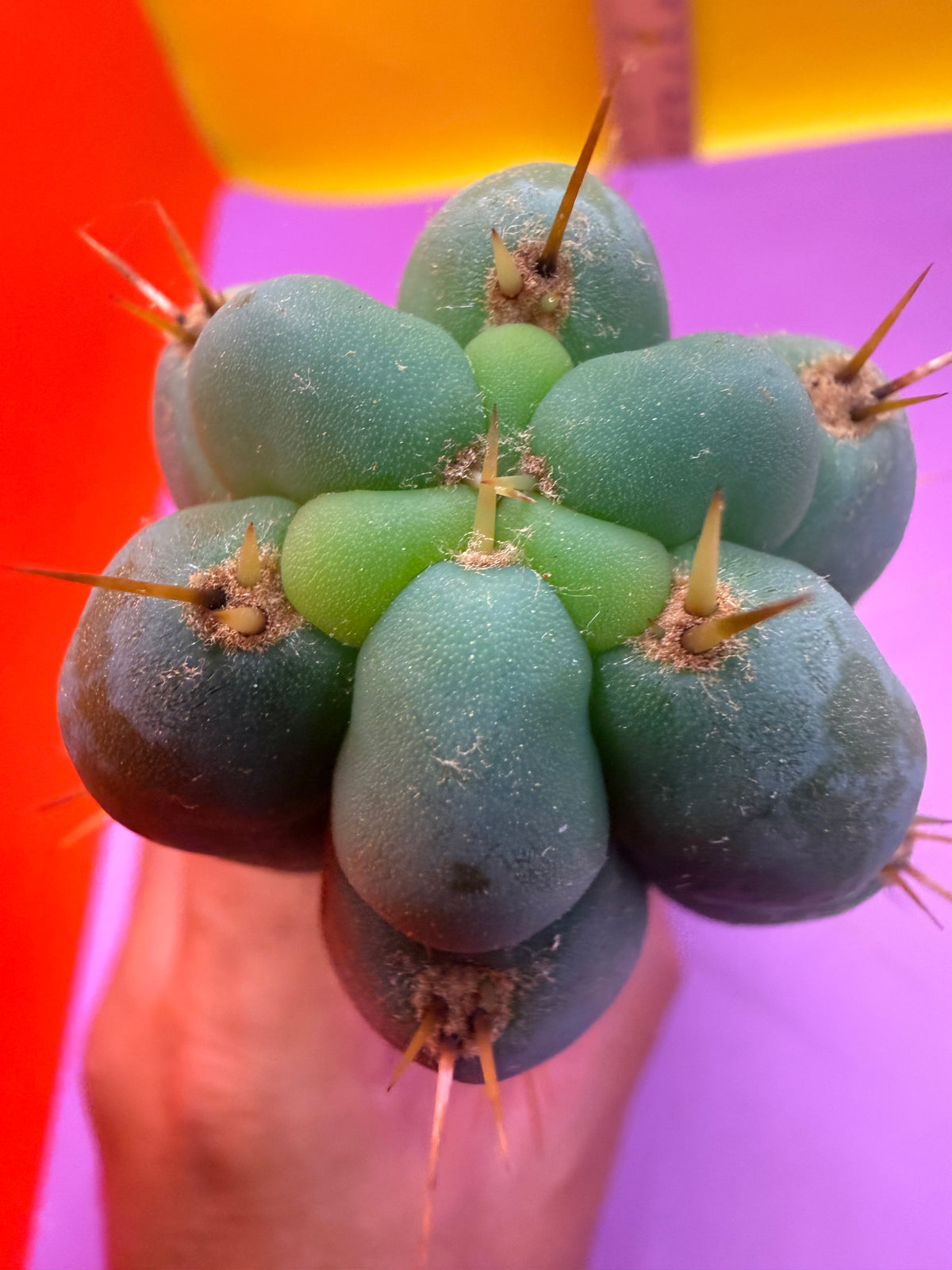 Kimura’s Spiny Giant X SS02