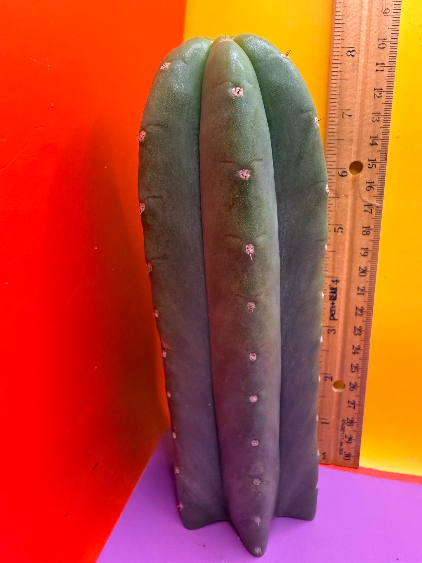 Cahuilla !!