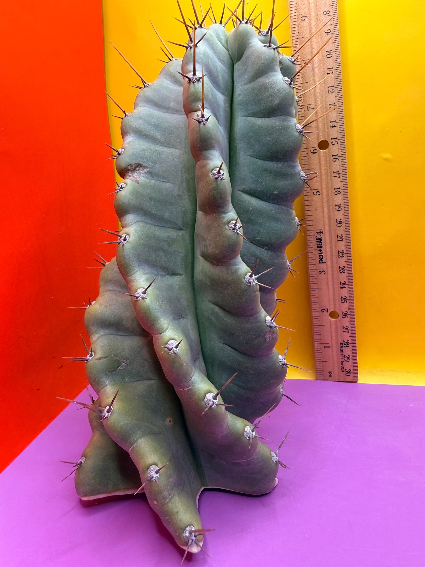 SPIRAL 🌀 CACTUS 🌵!!!