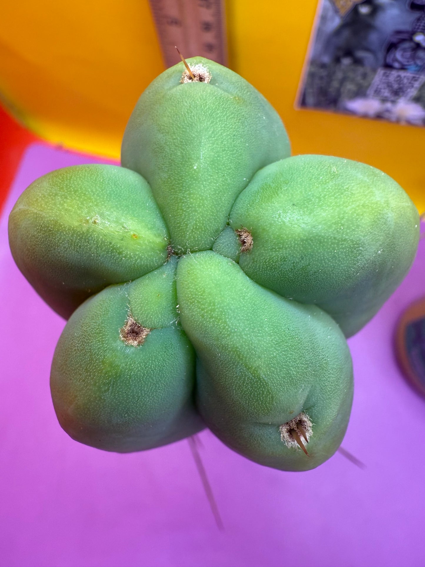 “LMA” bridgesii