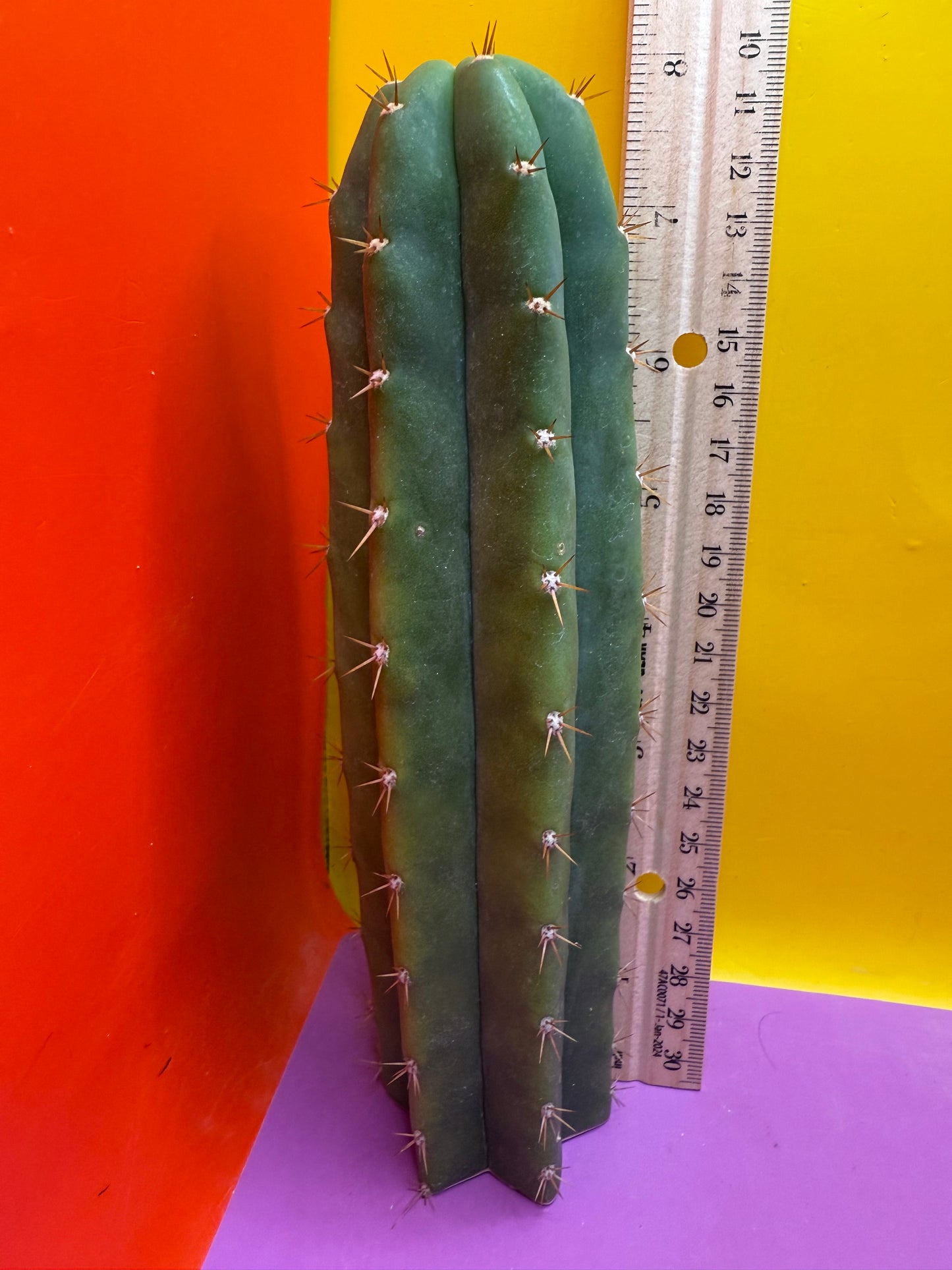 FRIDAY DEAL ⭐️CAHUILLA OP this exact cactus  !