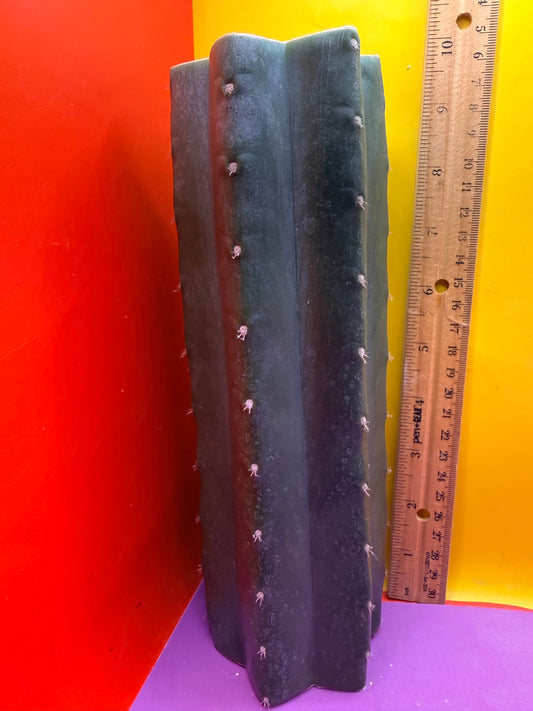 Mature Cahuilla cactus Mid section cutting