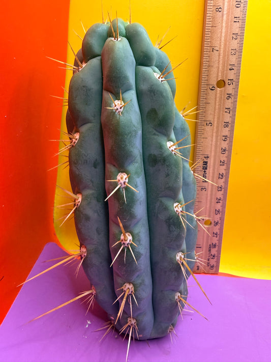 SSO3 Trichocereus knuthianus