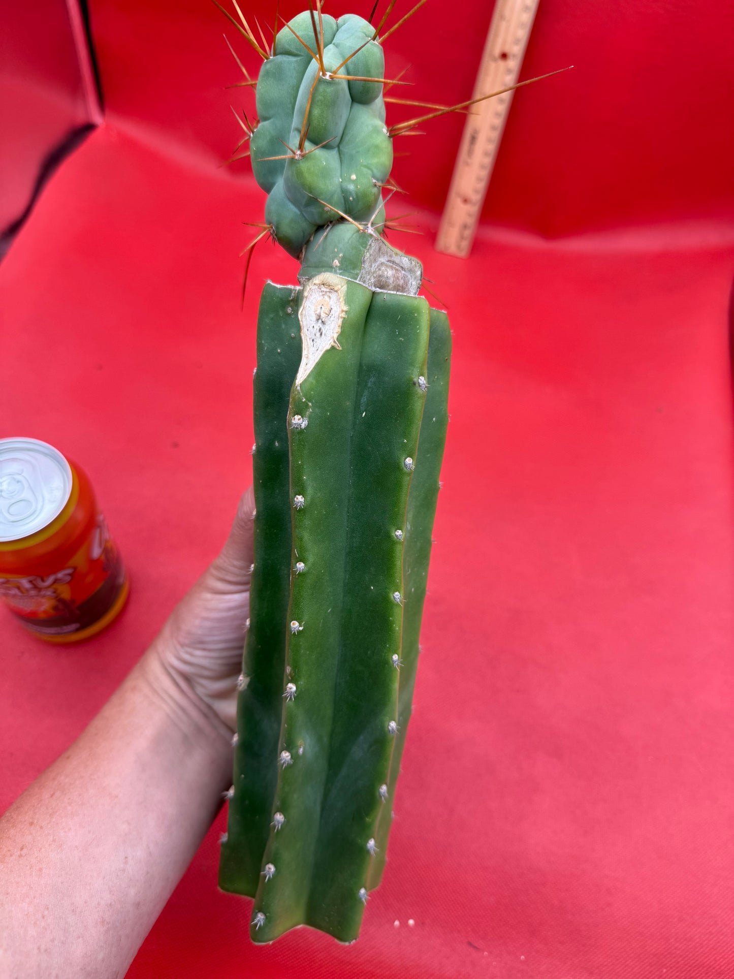 Grafted El Serpieñté