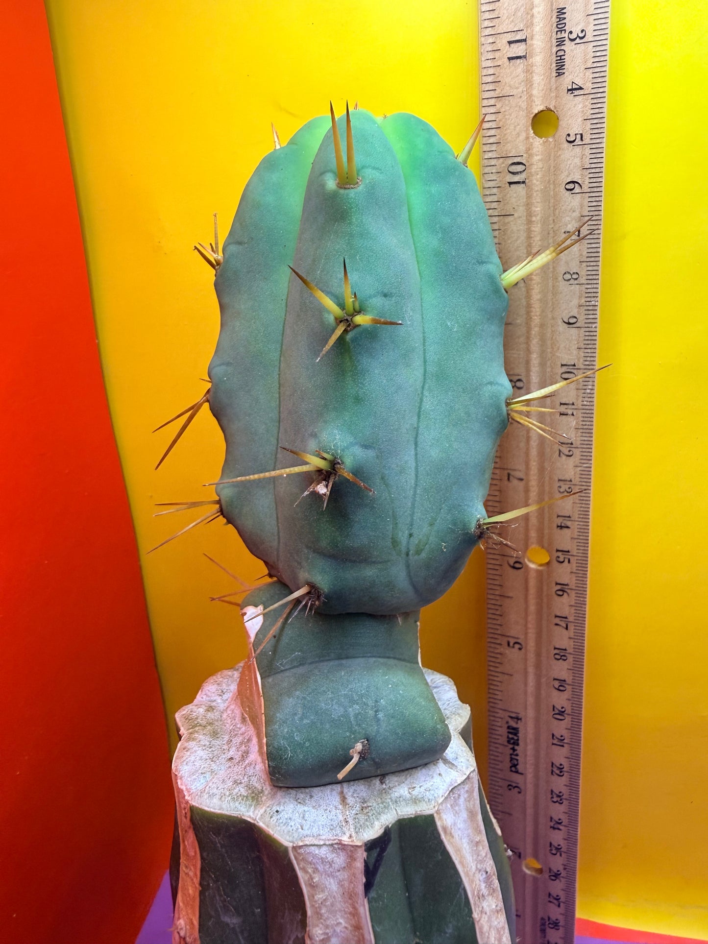 “Jimzz twin spines” grafted cactus