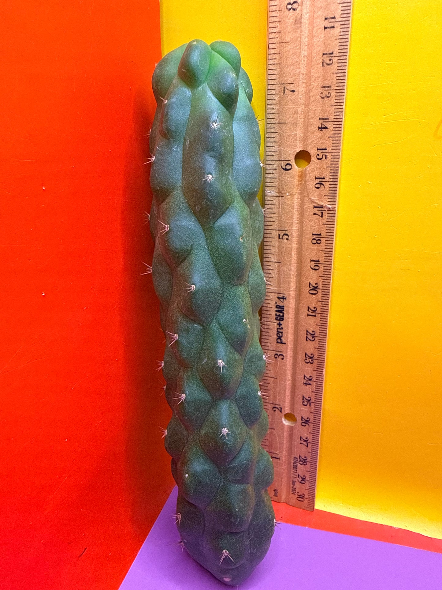 Monstrose San Pedro Cactus! This exact one