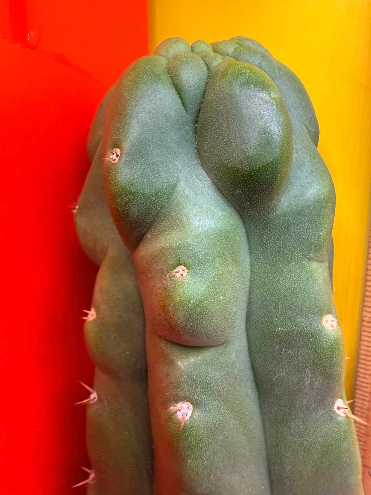 TPM -monstrose San Pedro cactus