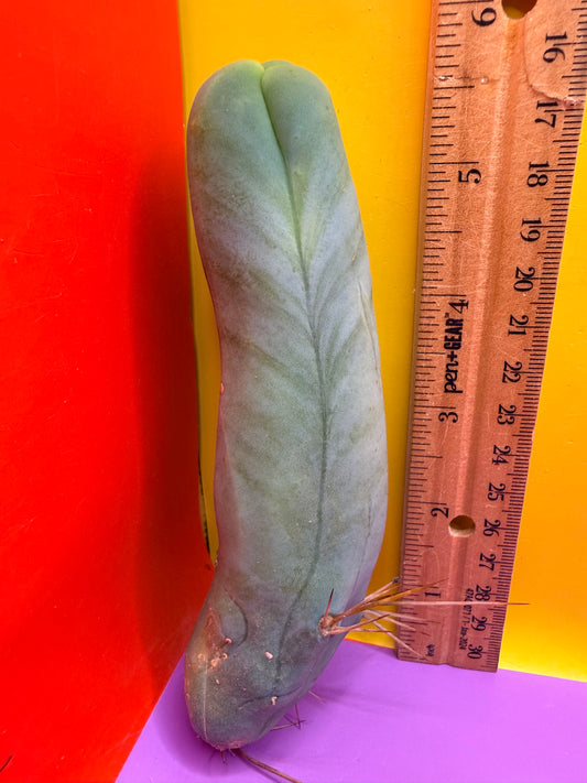 TBM-A LONG FORM CACTUS