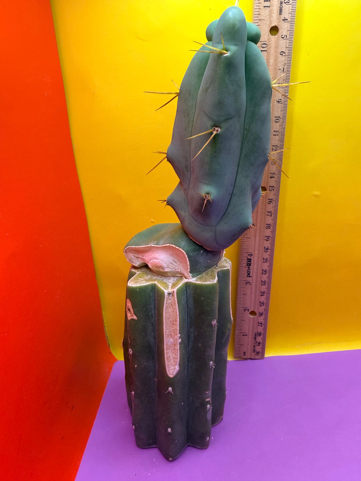 WALTS DRAGON ! 🐉 grafted cactus