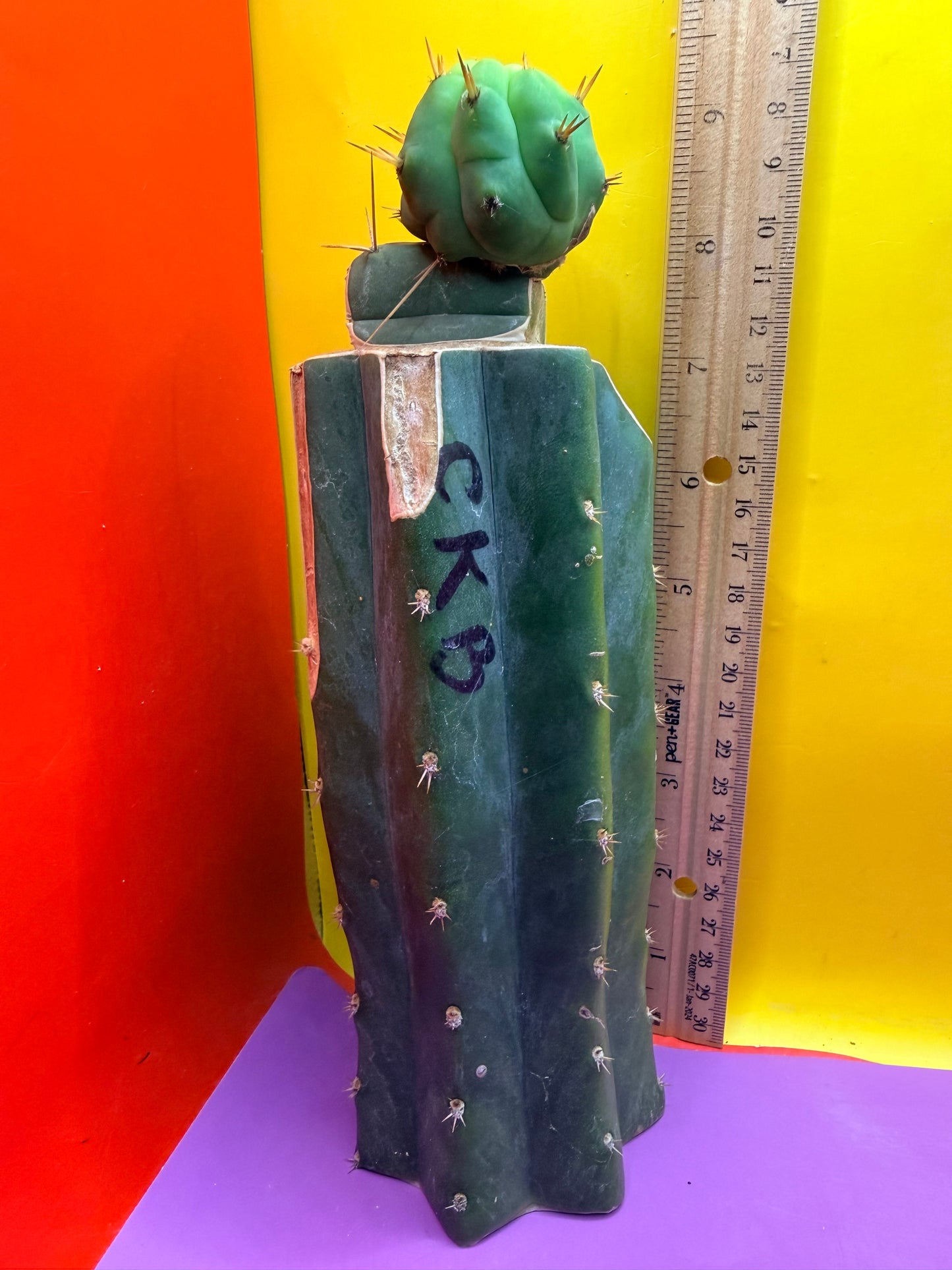 Cactus Kate Bridgesii