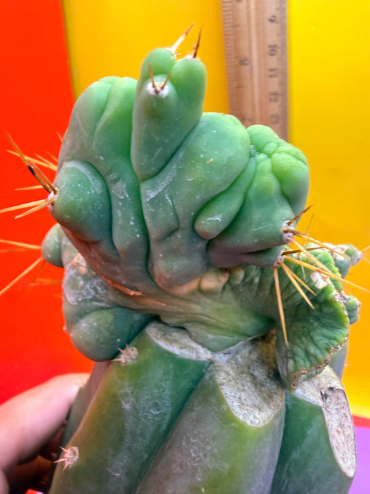 Crested TBM