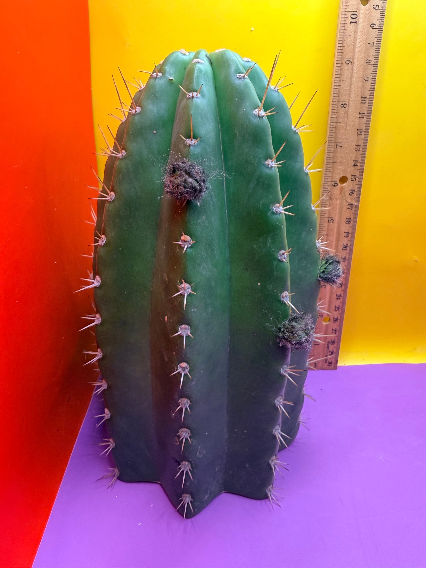 CACTO HEBRIDO with Flower Buds over 4.5” THIC !