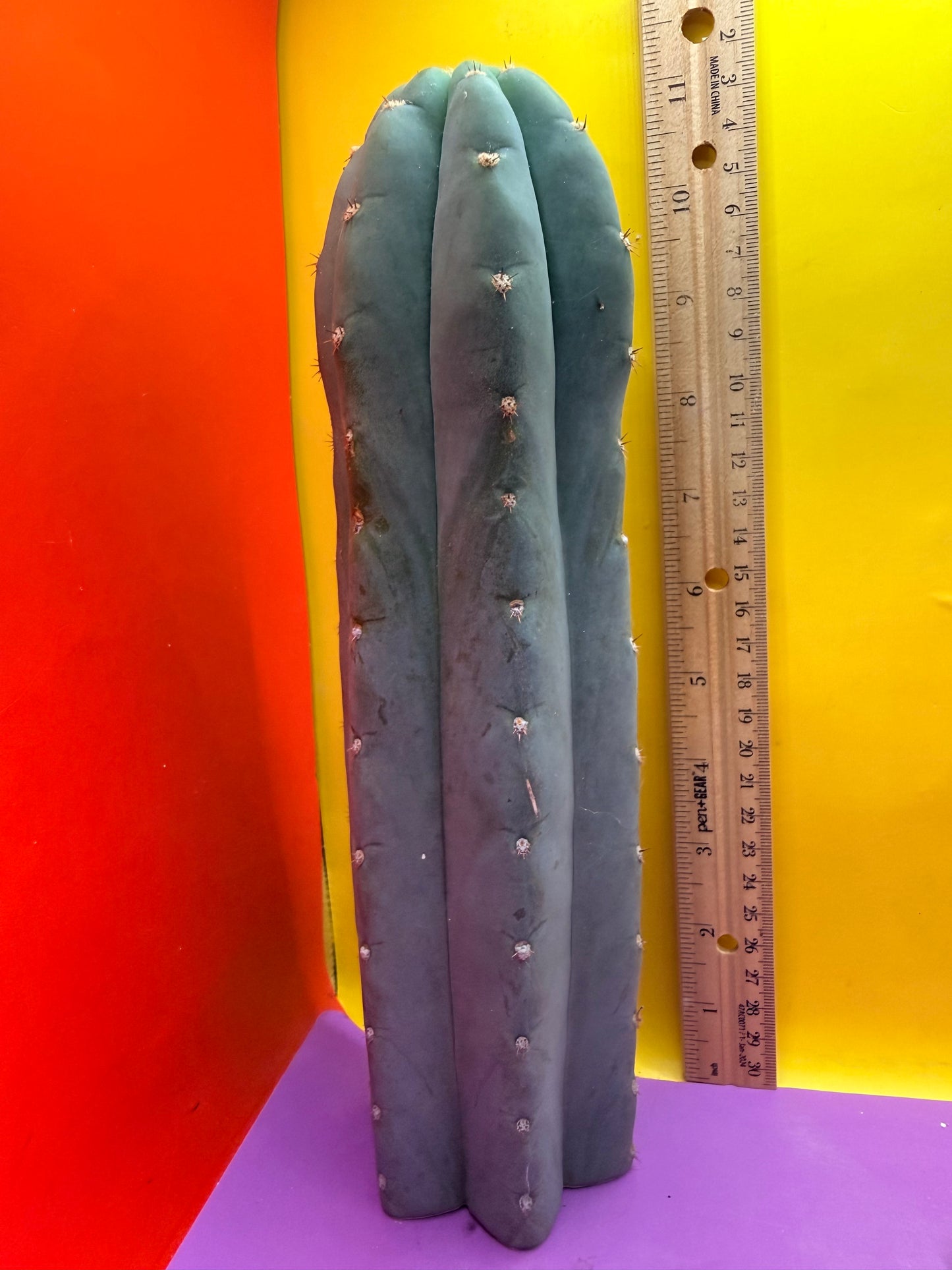 BLUE JUULES GIANT !