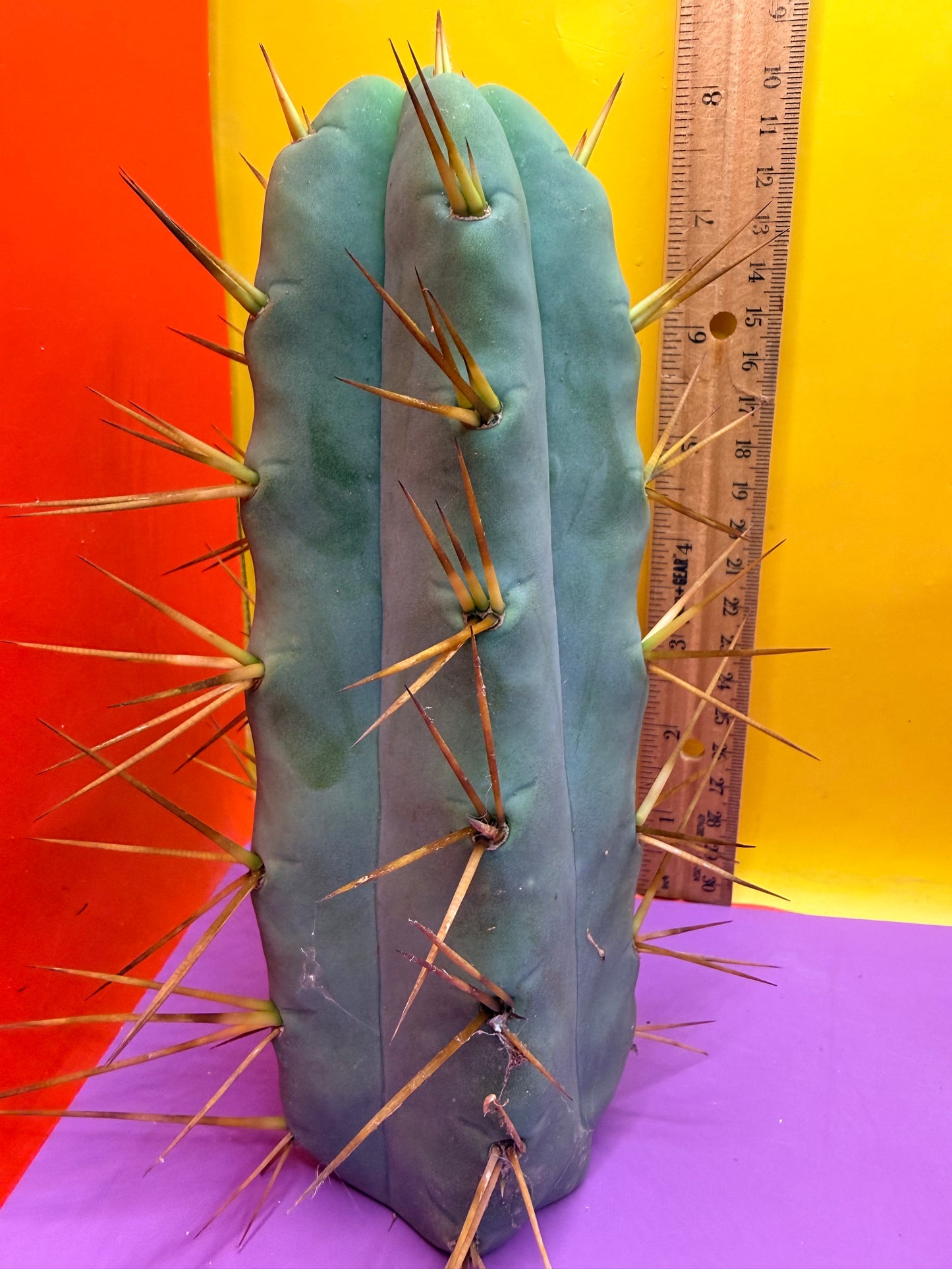 Thic Jiimz Twin Spine !