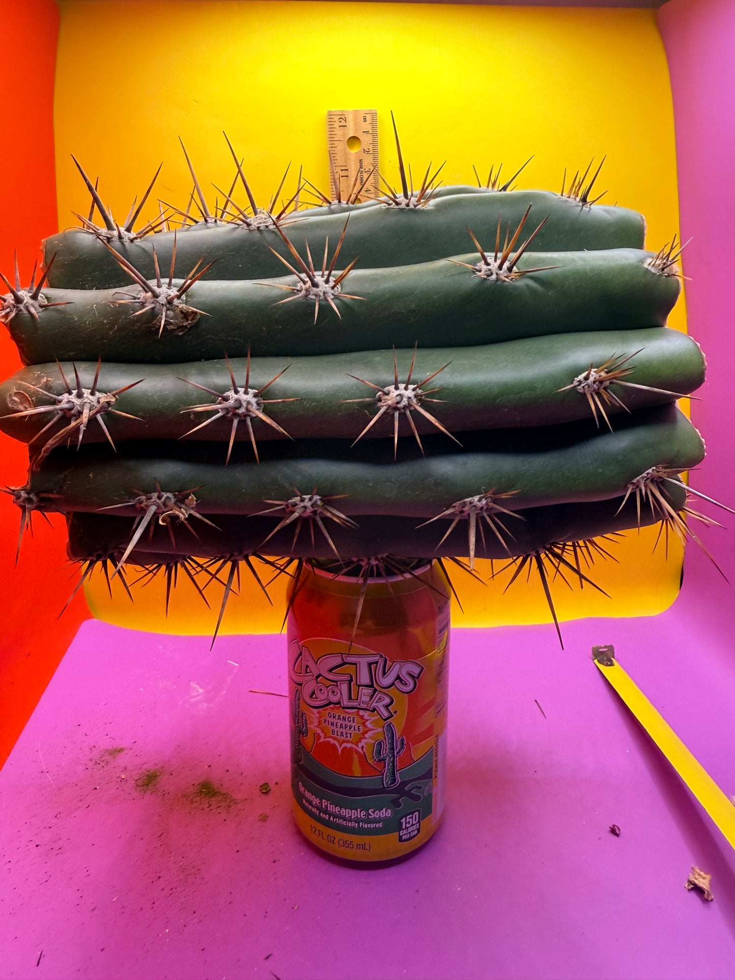 Trichocereus Tacaquirensis 🌶️🌶️