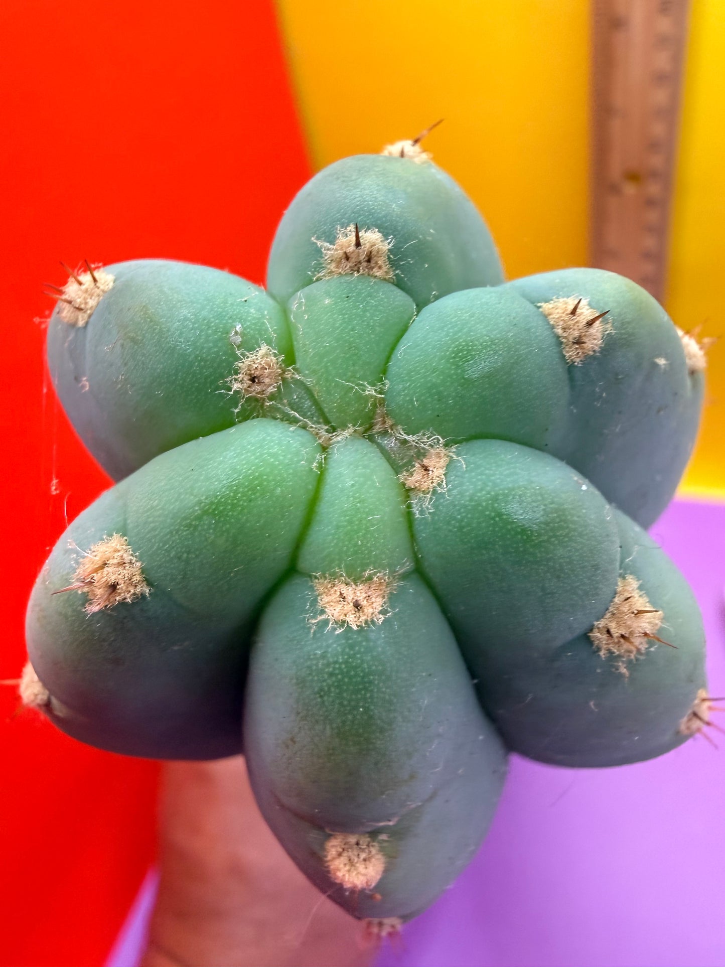 BLUE JUULES GIANT !