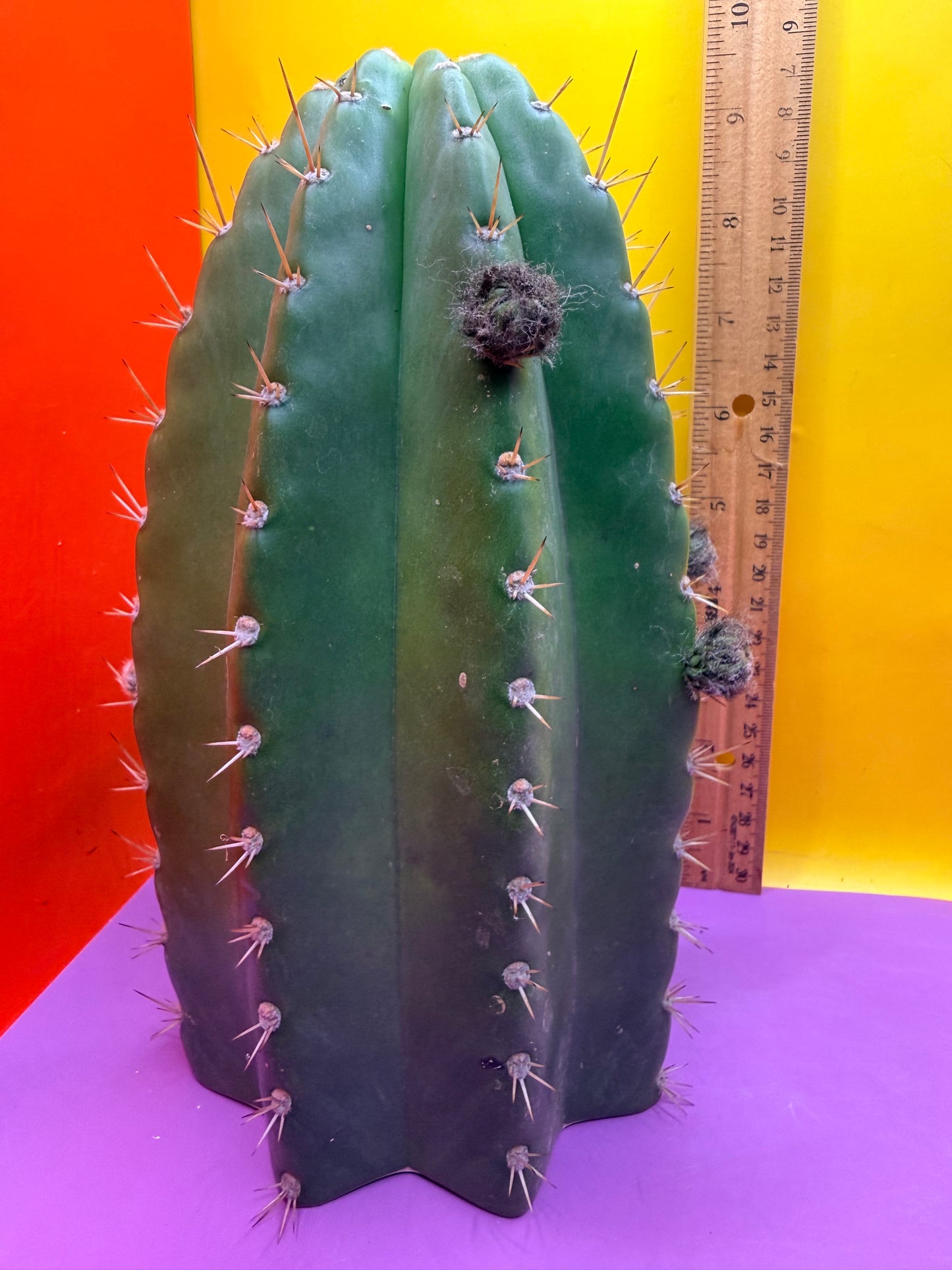 CACTO HEBRIDO with Flower Buds over 4.5” THIC !