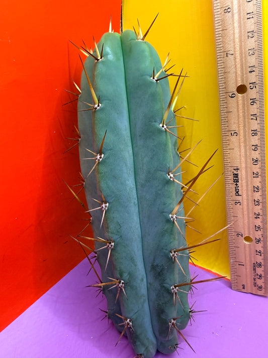 PALA  🌶️🌶️! This exact cactus cutting of trichocereus