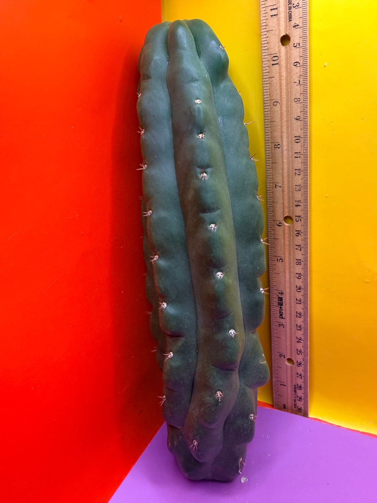 TPM -monstrose San Pedro cactus