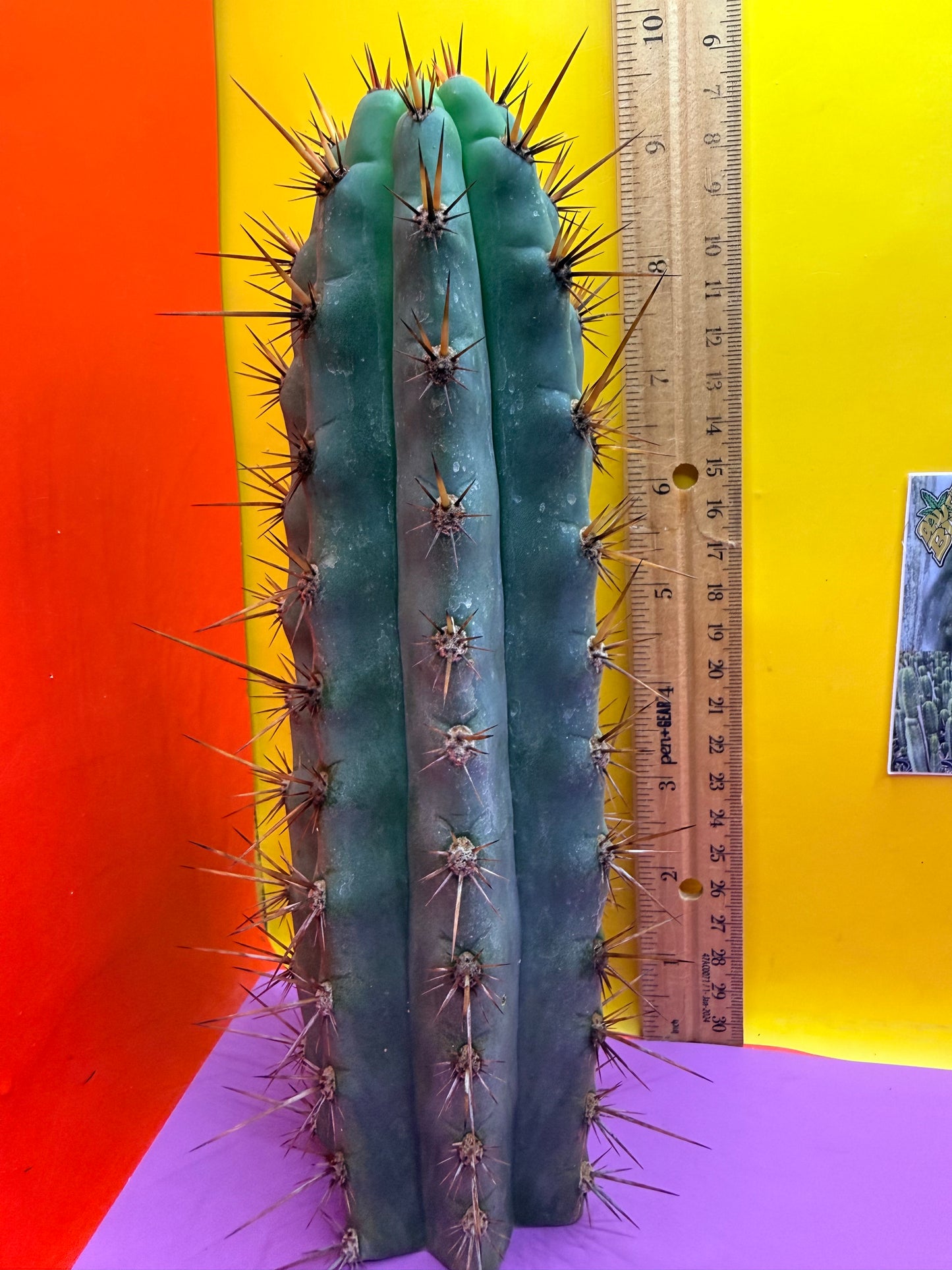 Peruzco trichocereus cactus cutting