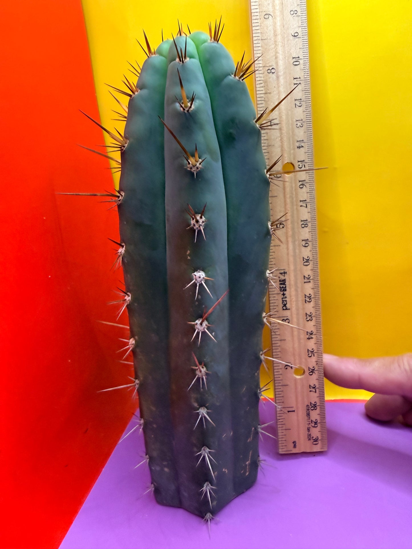 “RC’s T.P. 🧻”  trichocereus peruvianus !!