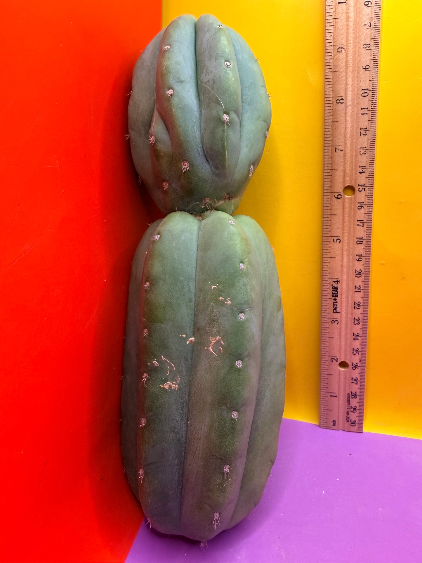 Cahuilla !