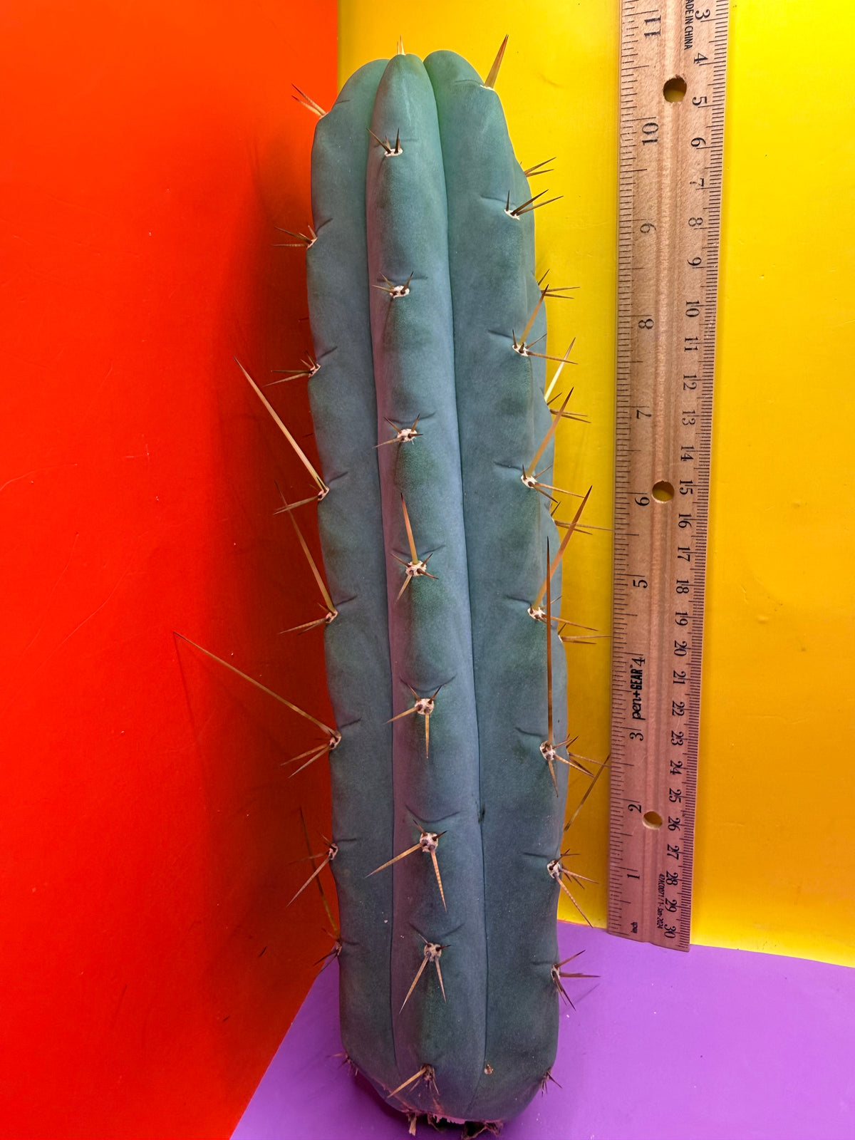 Yowie x Wowie cactus cutting