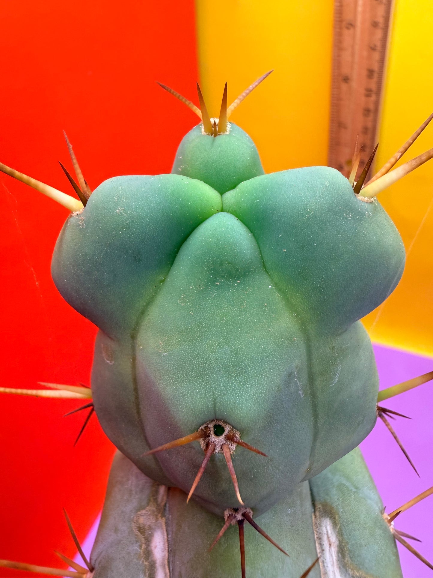 “EL SERPIEÑTE” unique Melty Growth !!